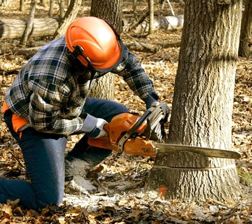 Tree Removal in New Marshfield, OH